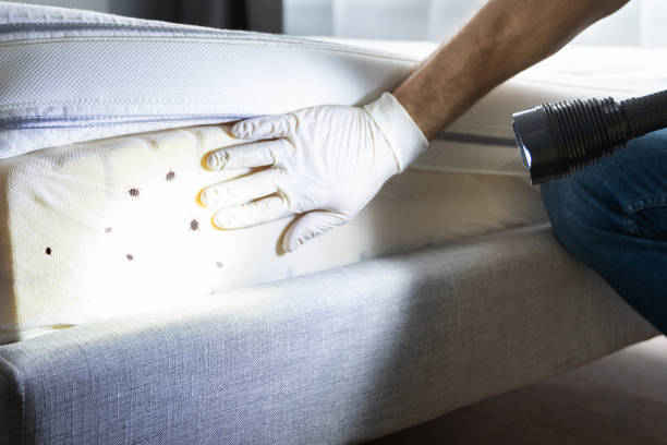 Professional Pest Control in Great Neck Gardens, NY